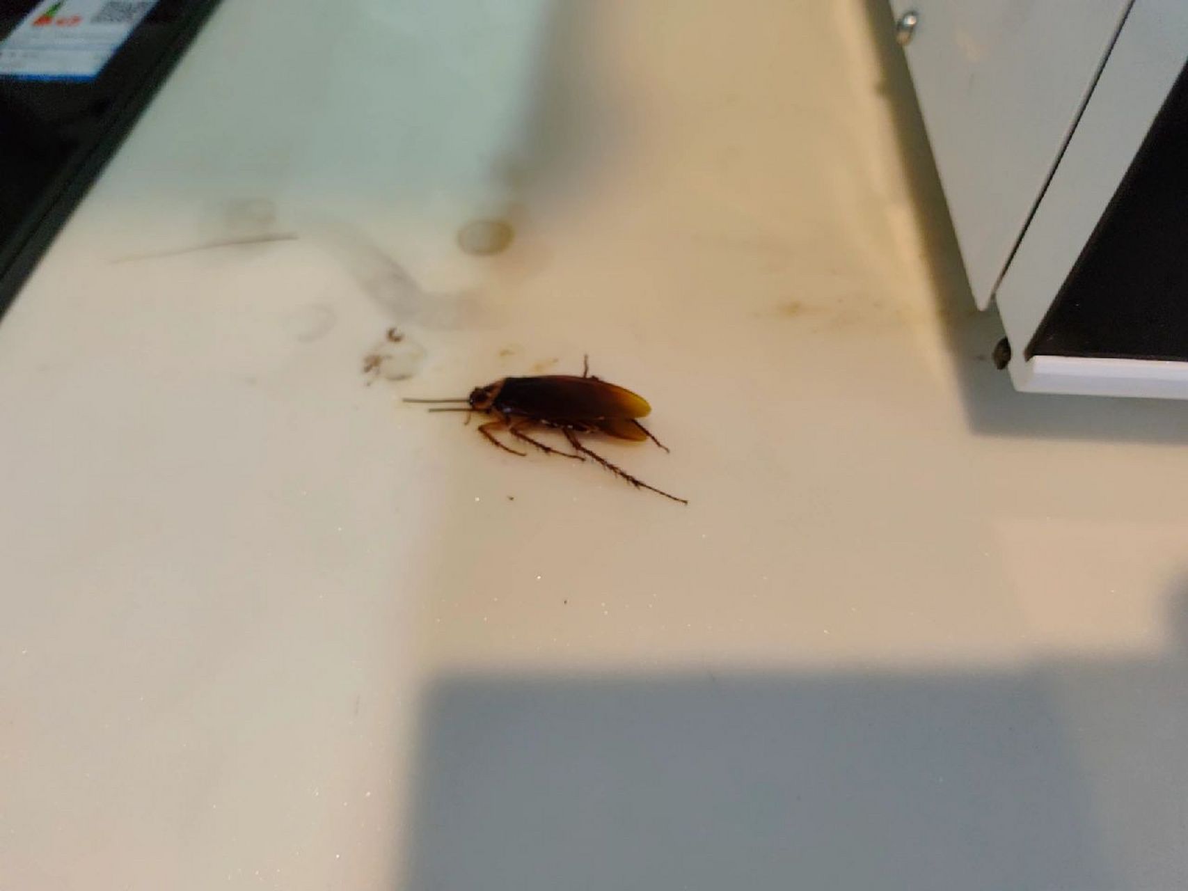 海南蟑螂属实9090! 海南的蟑螂居然这么大!居然会飞!