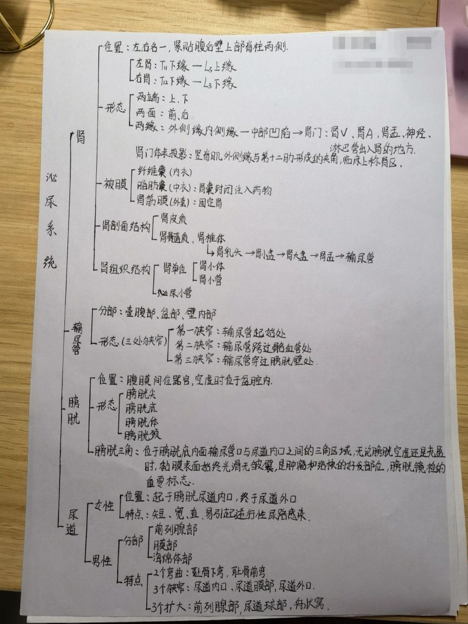 泌尿系统生物思维导图图片