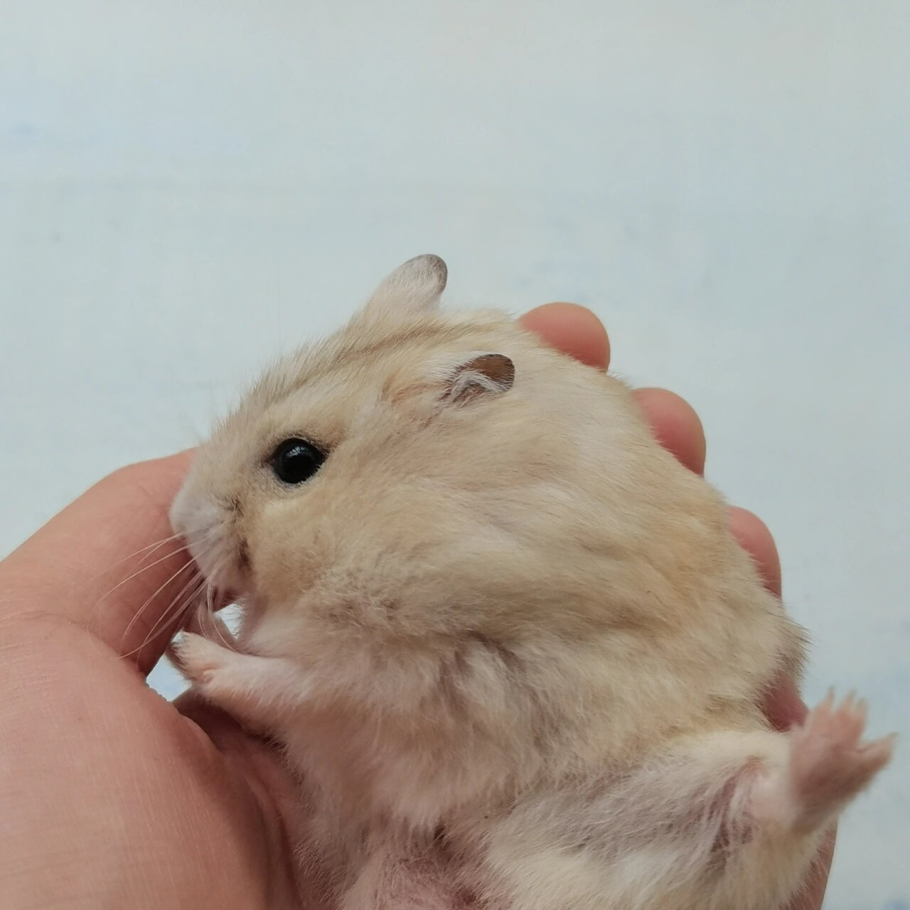 仓鼠成长记录 一只日渐圆润的波妞崽 躺手的时候萌化啦 肉嘟嘟的 太
