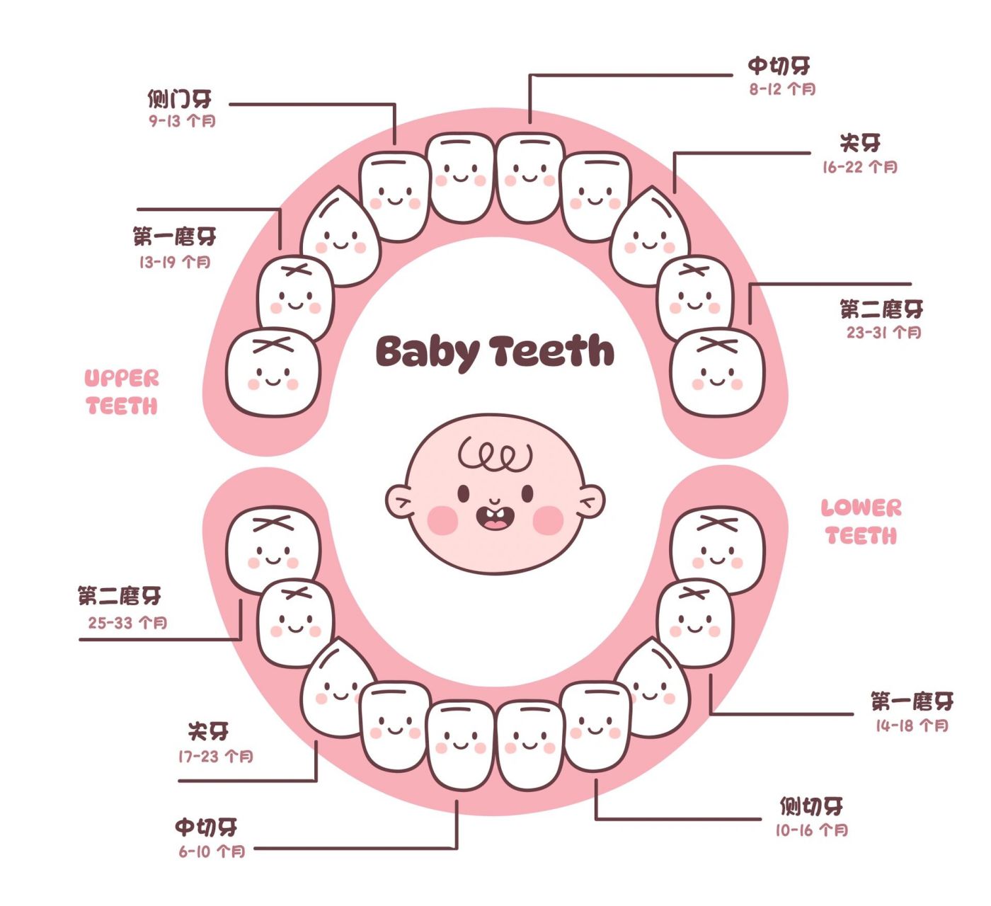 儿童乳牙分布图图片