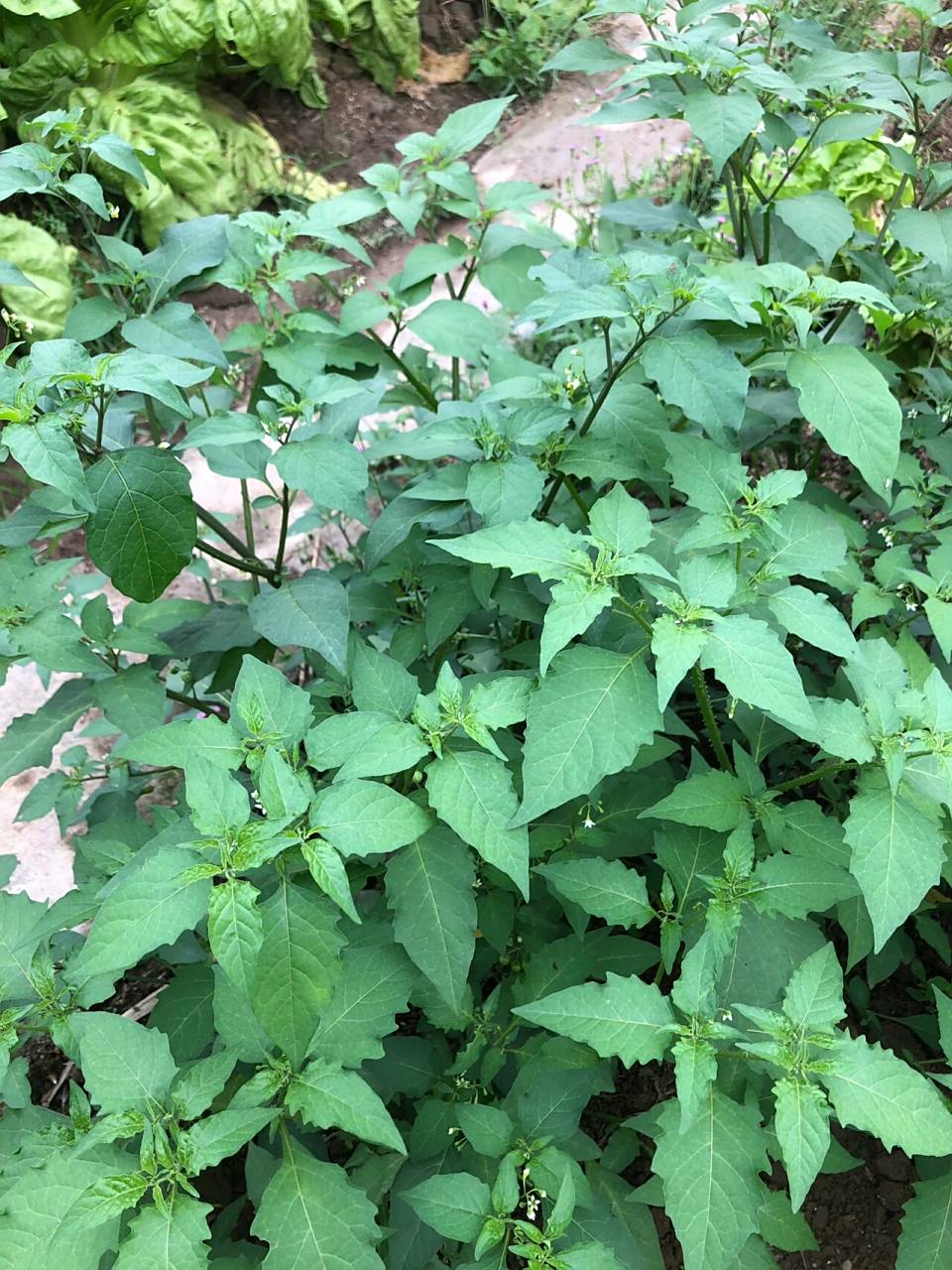 广东人应该都知道的野菜吧! 开水一开,一个皮蛋哇!正!