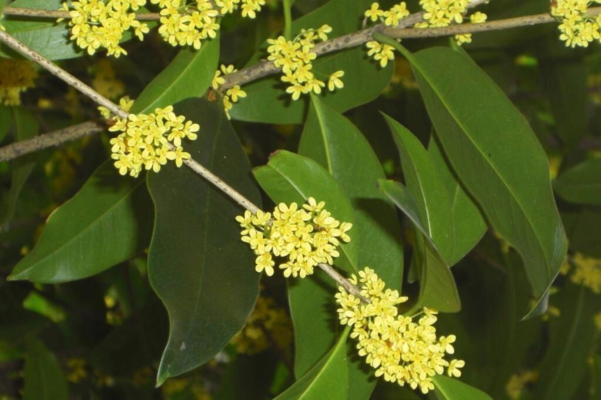 传说在广寒宫的仙树丨桂树 相传93月亮上的广寒宫92前的桂树90