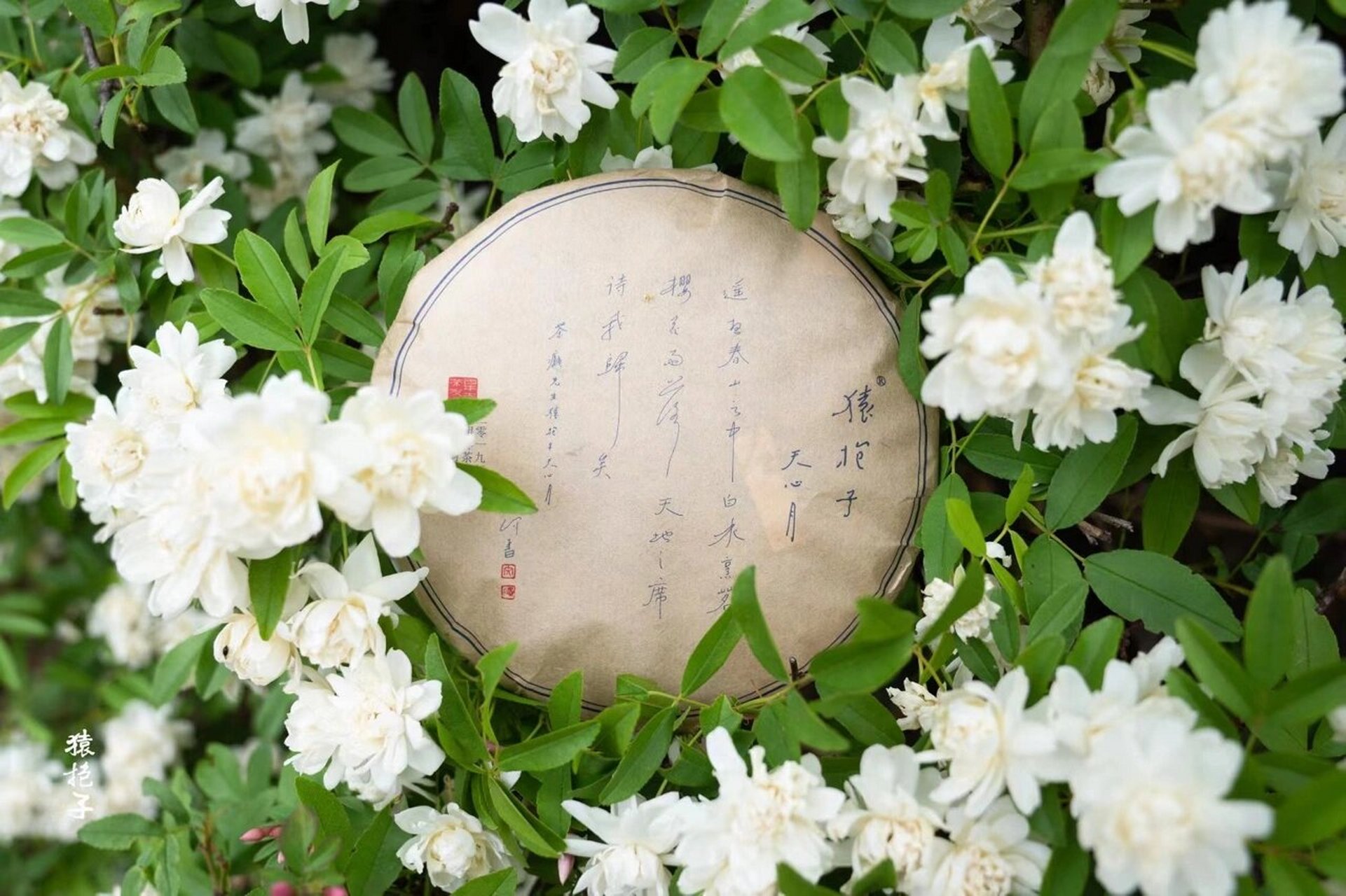 猿抱子03古树白茶 自然晒干的古树白茶 微风走水带来荼蘼花香和淡淡