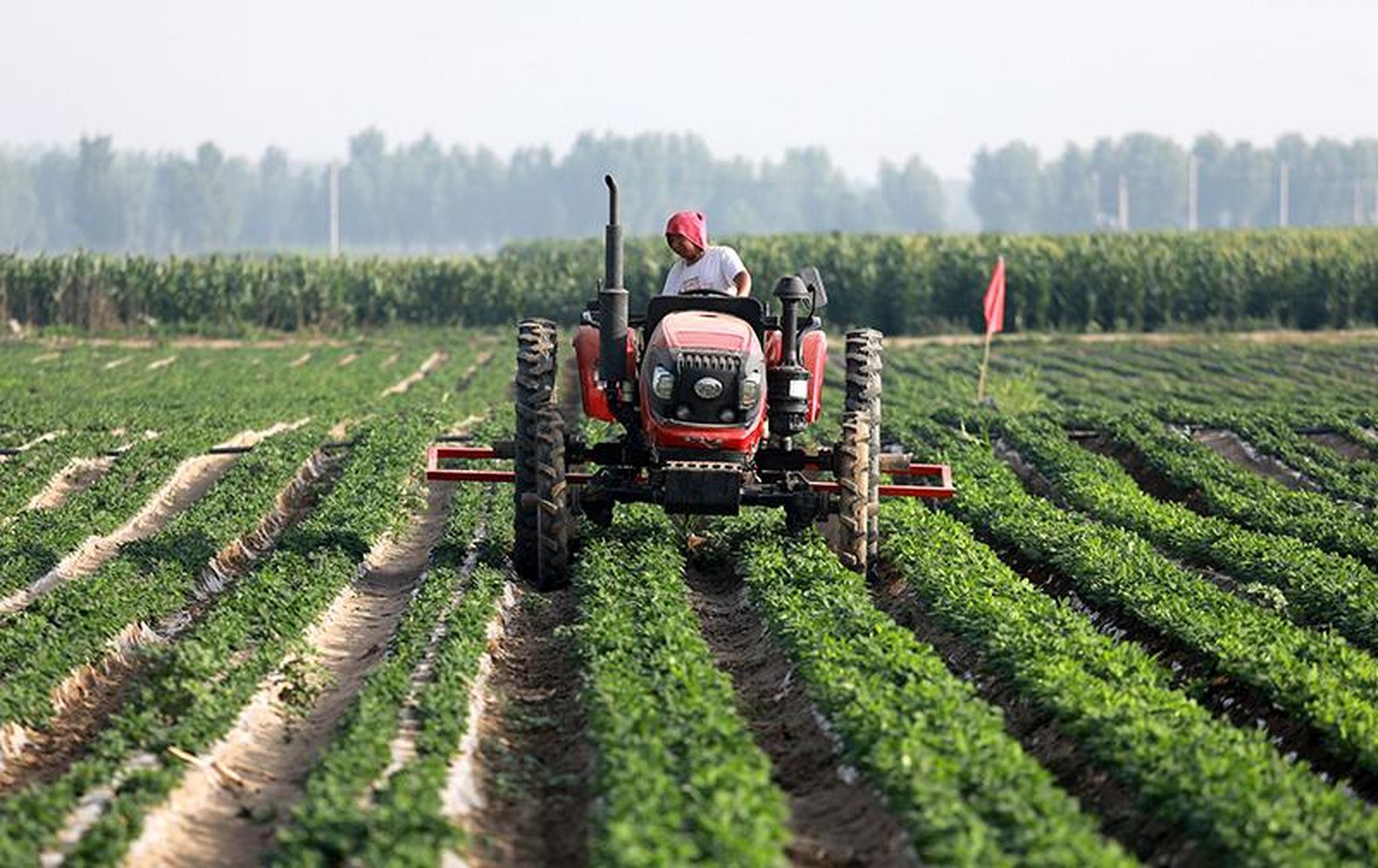 夏至时节农事忙 6月21日,在石家庄市行唐县南桥镇东安太庄村菊花种植