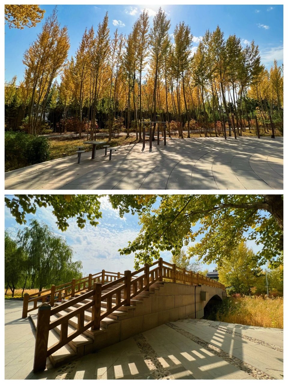 7177呼市市区里的神仙秋景|真真是美哭了6015 公园系列又来啦