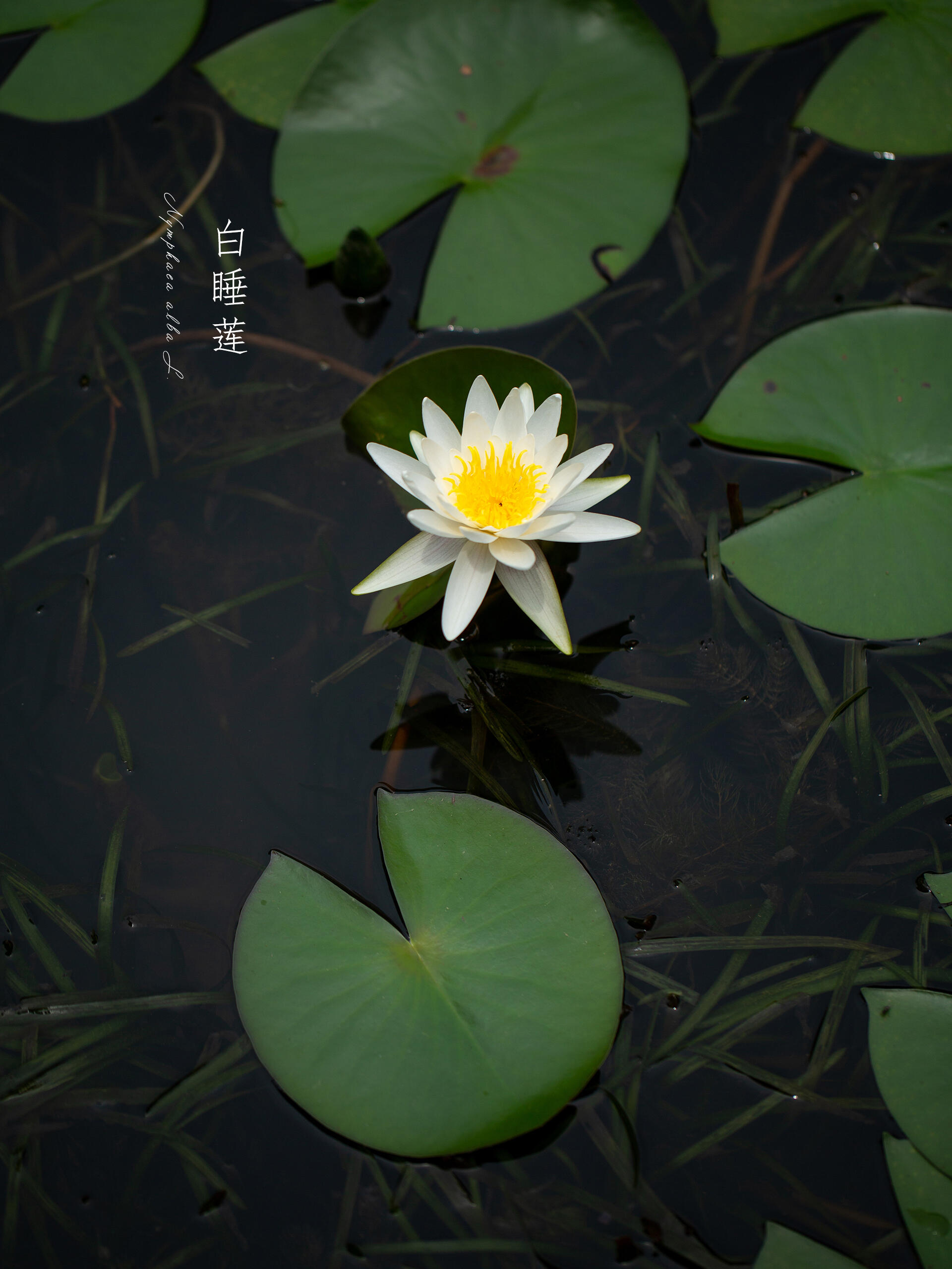 白睡莲|nymphaea alba l