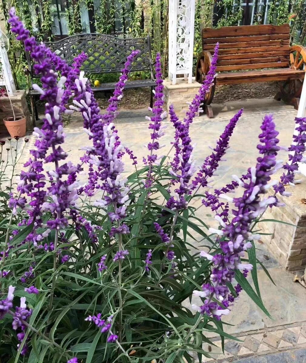 每天认识一种花02 day11 ▏紫绒鼠尾草 又叫墨西哥鼠尾草,原产于