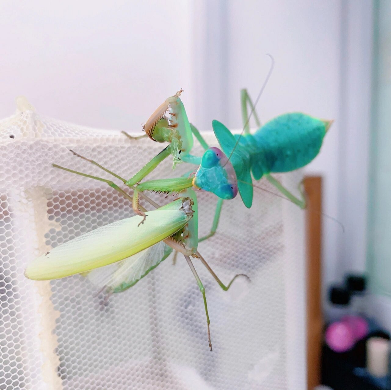 高级颜色 圆盾螳(宽胸菱背螳)