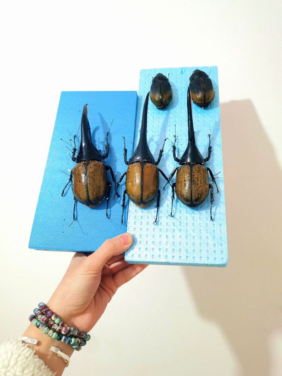 长戟大兜虫标本 dynastes hercules 长戟大兜虫(又名:赫拉克勒斯