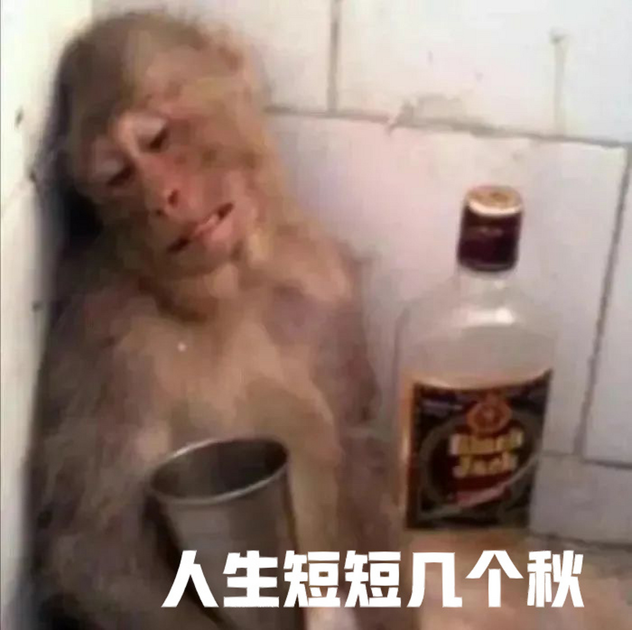 第五波小猴子表情包 看那么多人和我一样喜欢可爱的小猴子,就多发一些