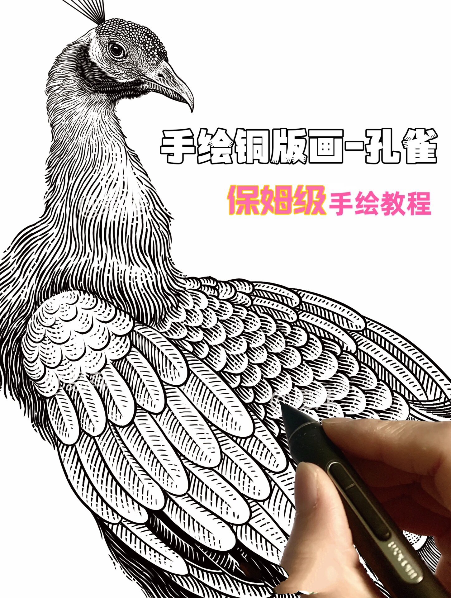 孔雀精微素描图片