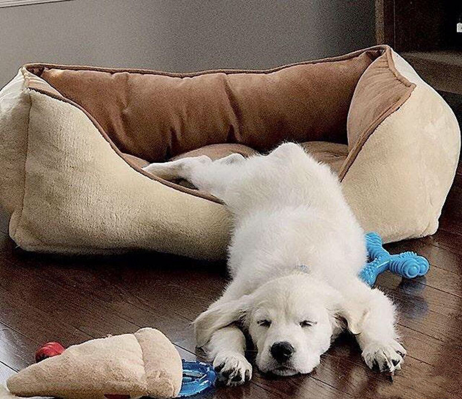 如果你家狗狗经常以这种睡姿睡觉的话,你可得好好观察,因为它们