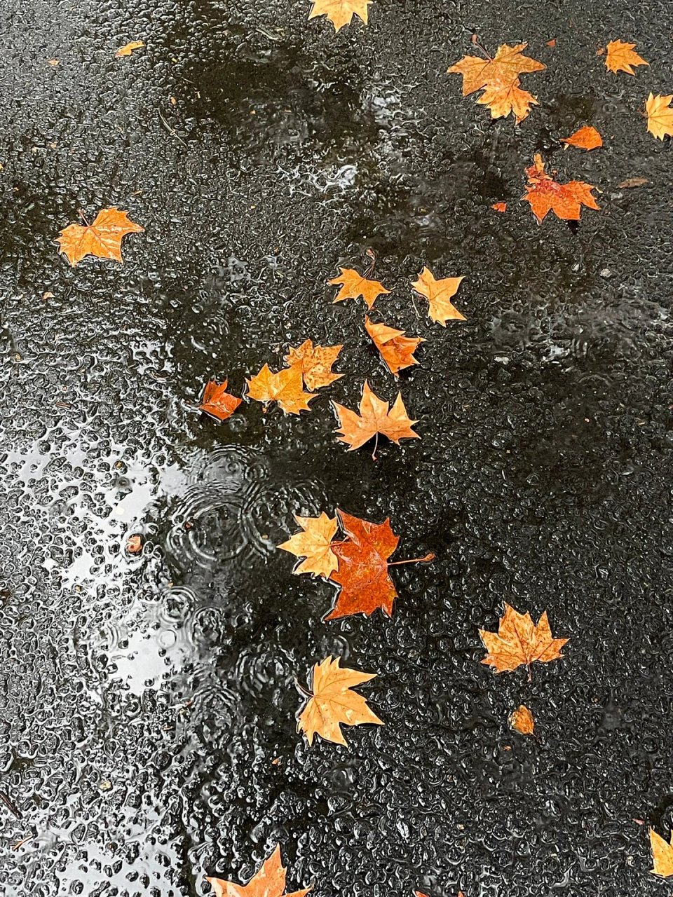 南京的第一场梧桐雨🍁 深秋的第一个雨天 见证了