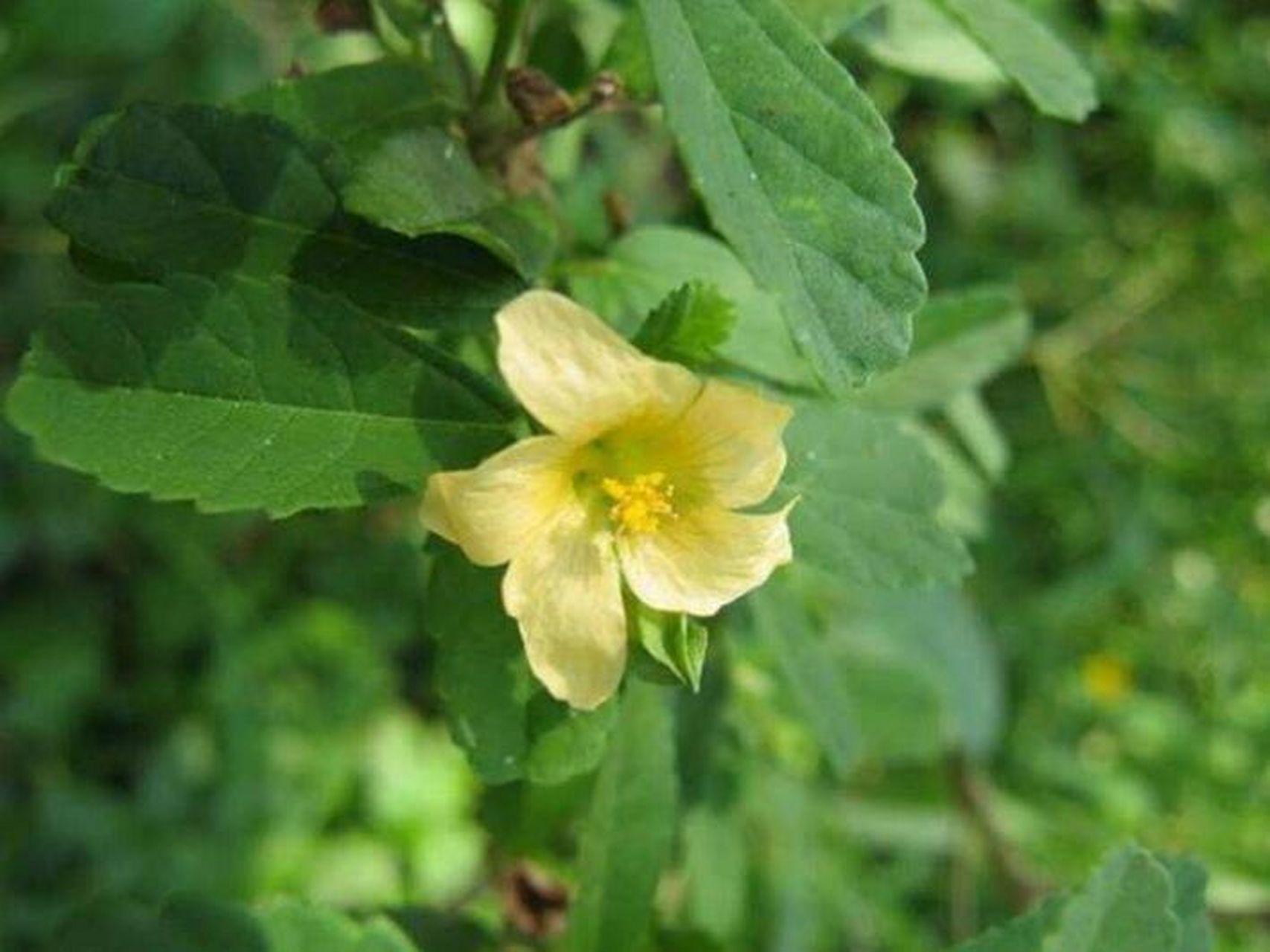 每日一花|黄花稔 黄花稔:中药名,叶,根入药,别名四吻草,索血草,拔毒散