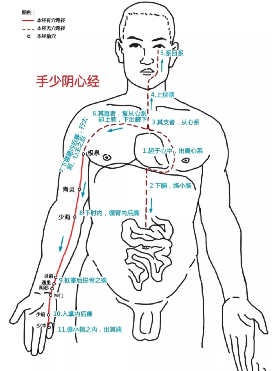 经络走向动画图片