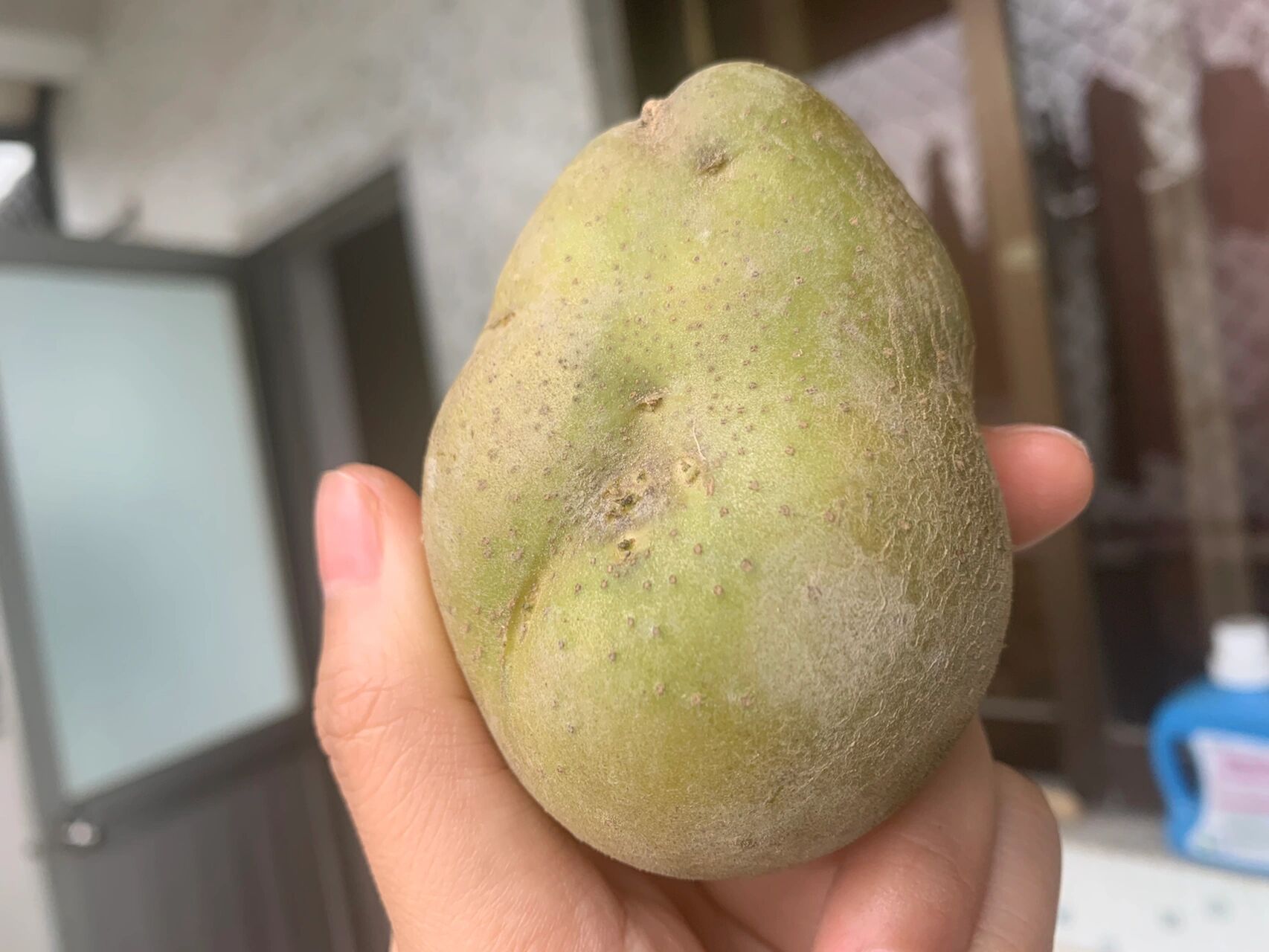 都知道土豆发芽不能吃,早上准备做酸辣土豆丝发现我的土豆发绿了但是