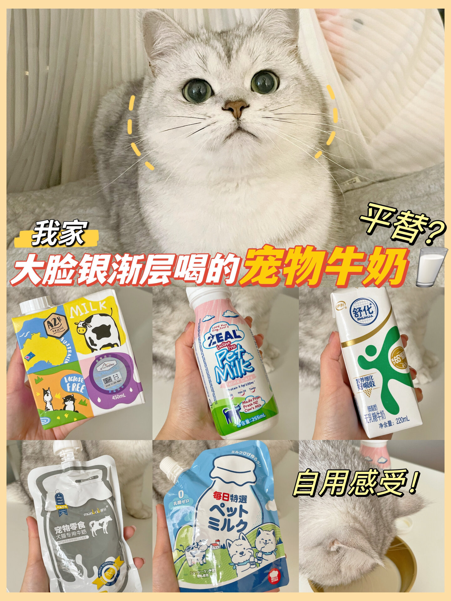 真实无广 | 自家银渐层喝的宠物牛奶