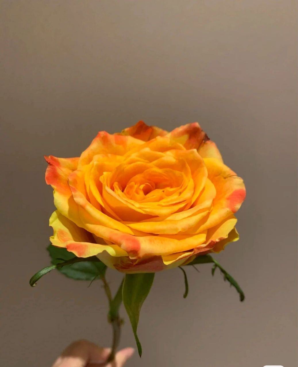 每天认识一种花--欢乐颂玫瑰 高端玫瑰欢乐颂 热情洋溢的颜色,是橙色