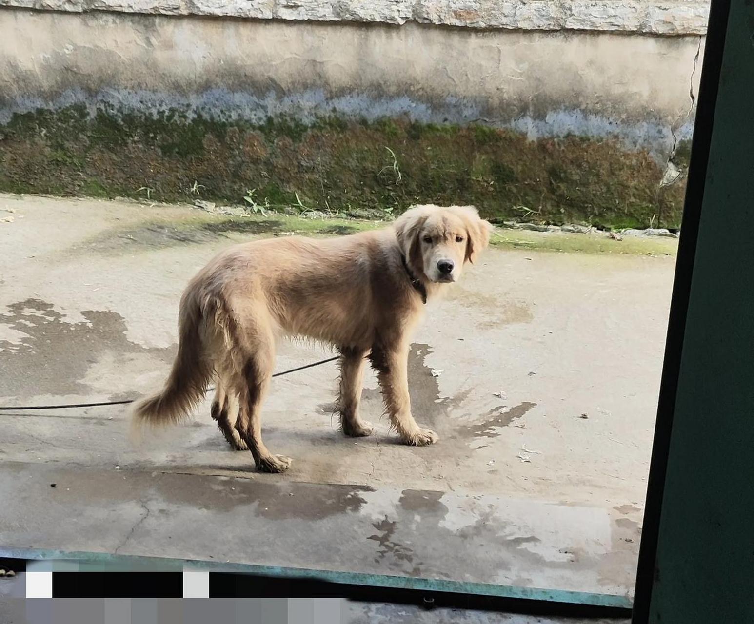 关于金毛的尴尬期!