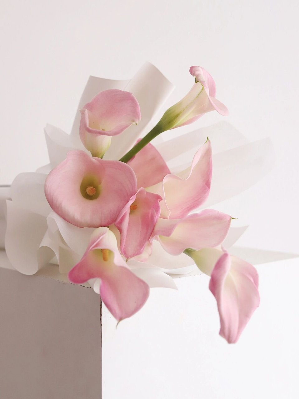 仙粉色马蹄莲花束 干净气质温柔领证花束 简简单单的 单品马蹄莲花束