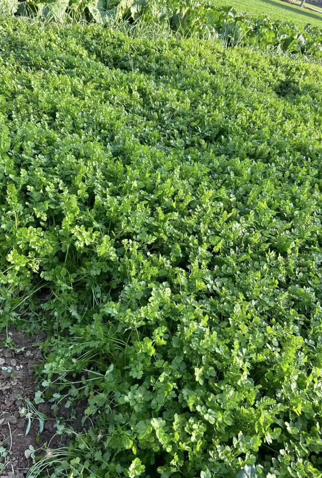 老爸老妈真正退休后(孙子,外孙上大学了),回到老家农村