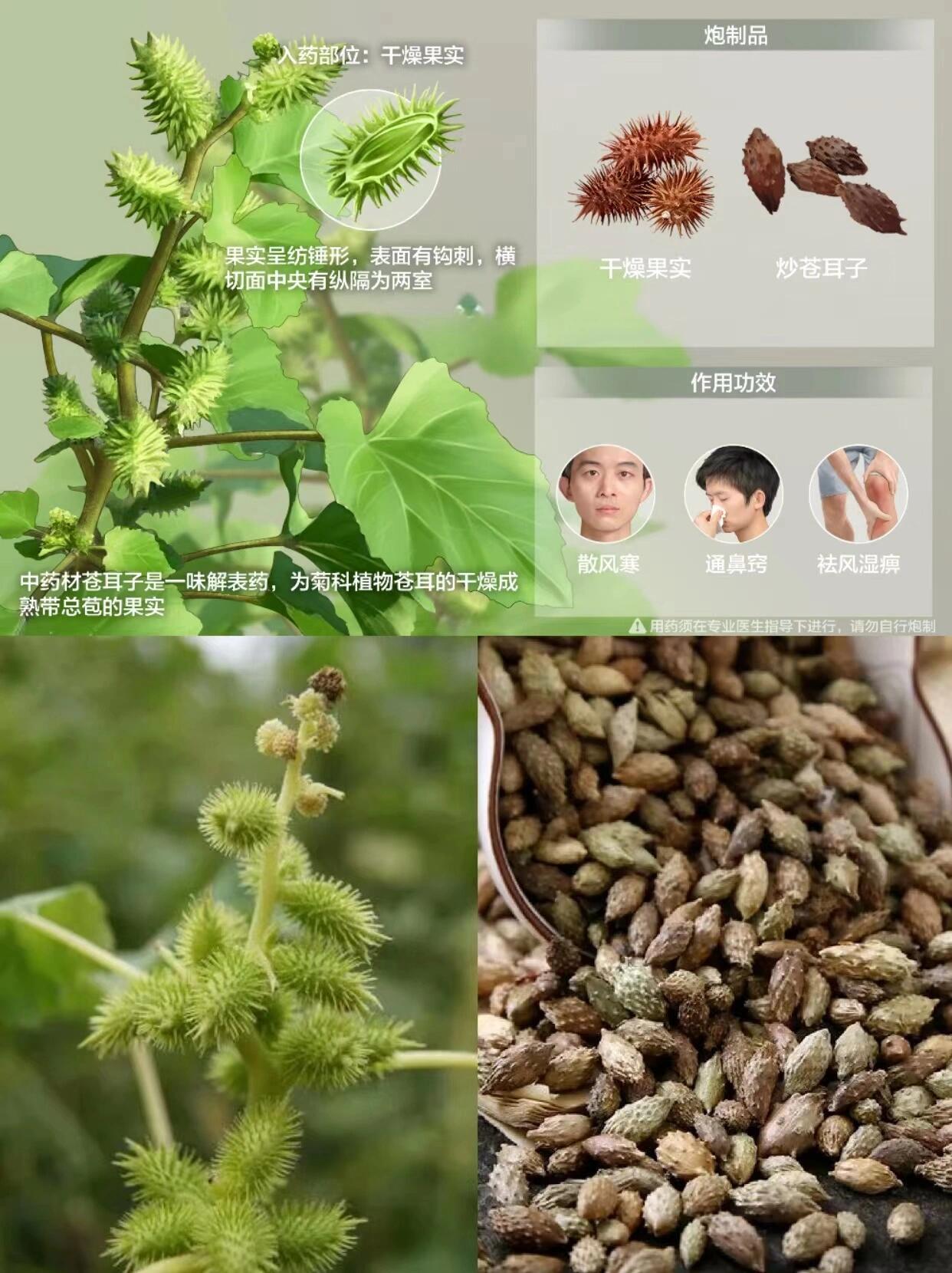 虱婆草图片