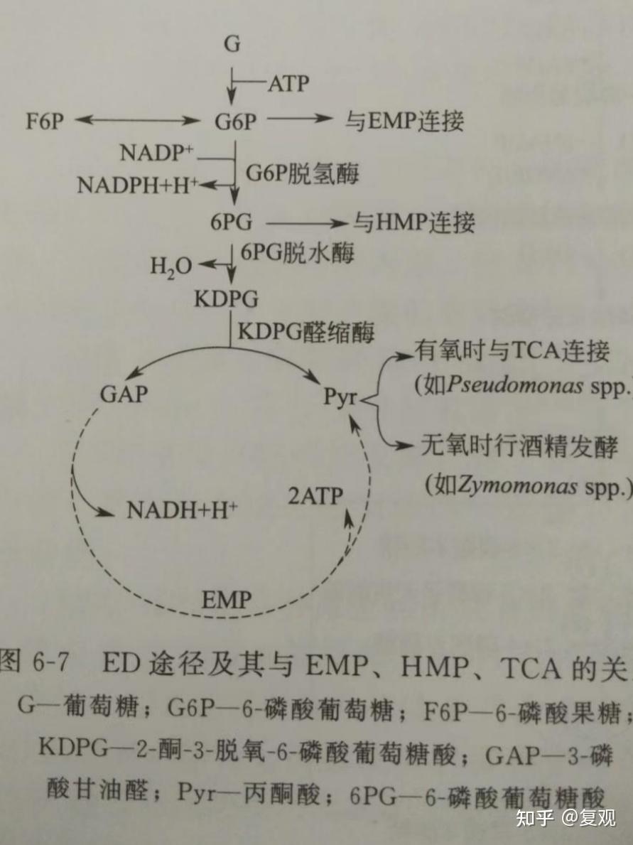 糖的代谢过程图解图片