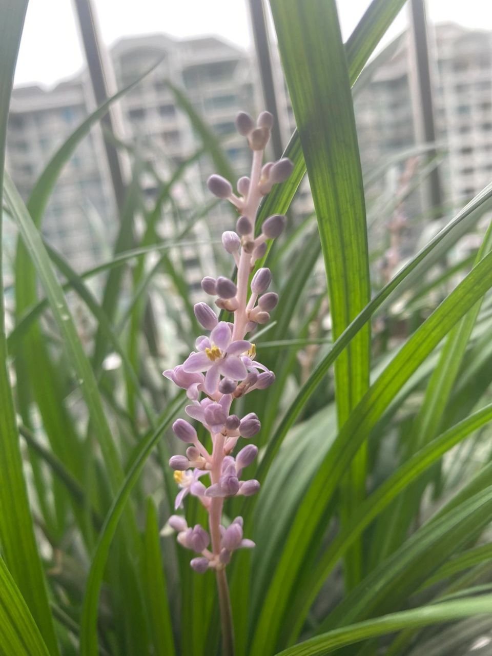 我结婚的时候,我老妈随了一株春草花让我种,据说这是家乡传统习俗