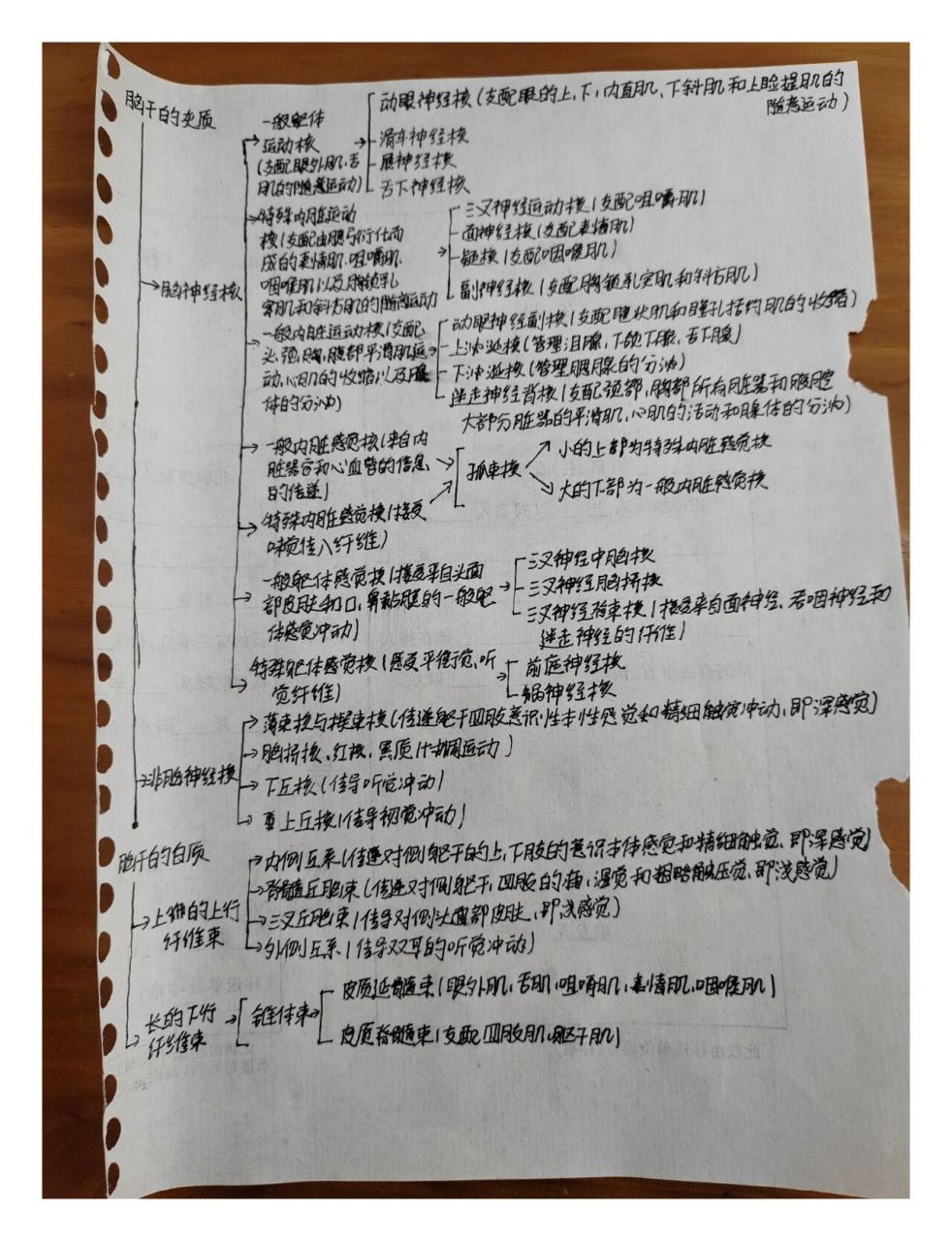 系统解剖学脑干的灰质和白质思维导图 脑干的灰质上的核团,白质上的