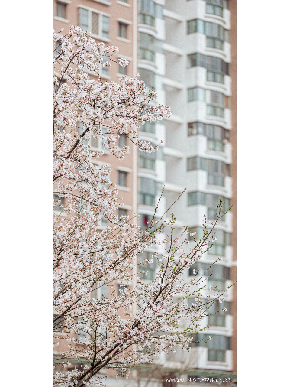 抢在凄风冷雨摧花之前的最后一个上午去拍了 樱花地点:珞瑜东路大黄村