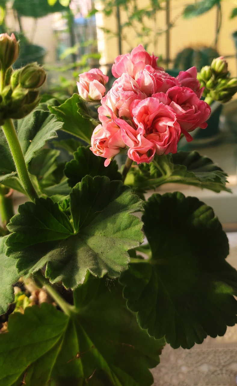 初养天竺葵,直立碗类天竺葵,丹尼斯碗.玫瑰花型.