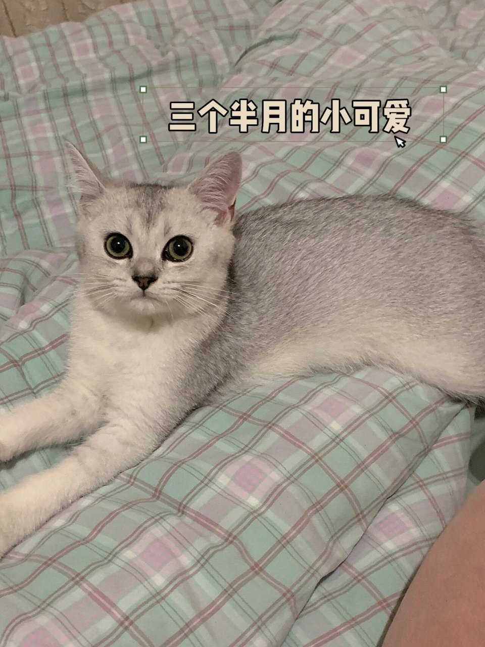 银渐层成长日记 从一个小土豆长到现在真的是好神奇哦