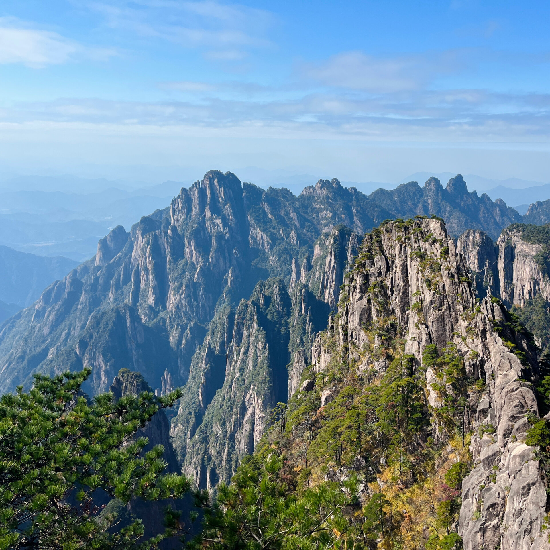 最美的松树在黄山的悬崖峭壁上