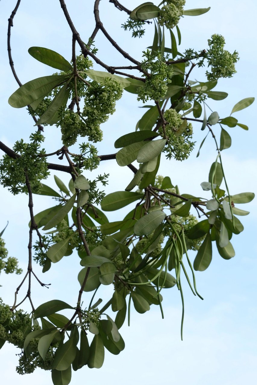 亭洪路晚上令人作呕气味的始作俑者盆架子树 卖茶叶和夜市大排档的