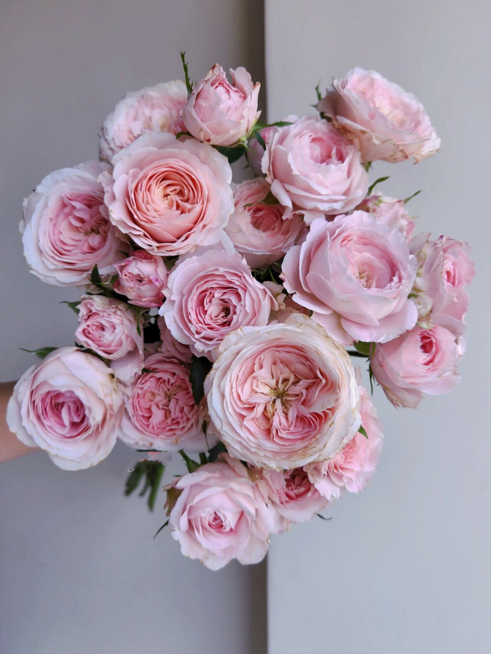 多头玫瑰 梅拉新娘/宏博 跟多头公主礼服一样,也是爱出伤的主.