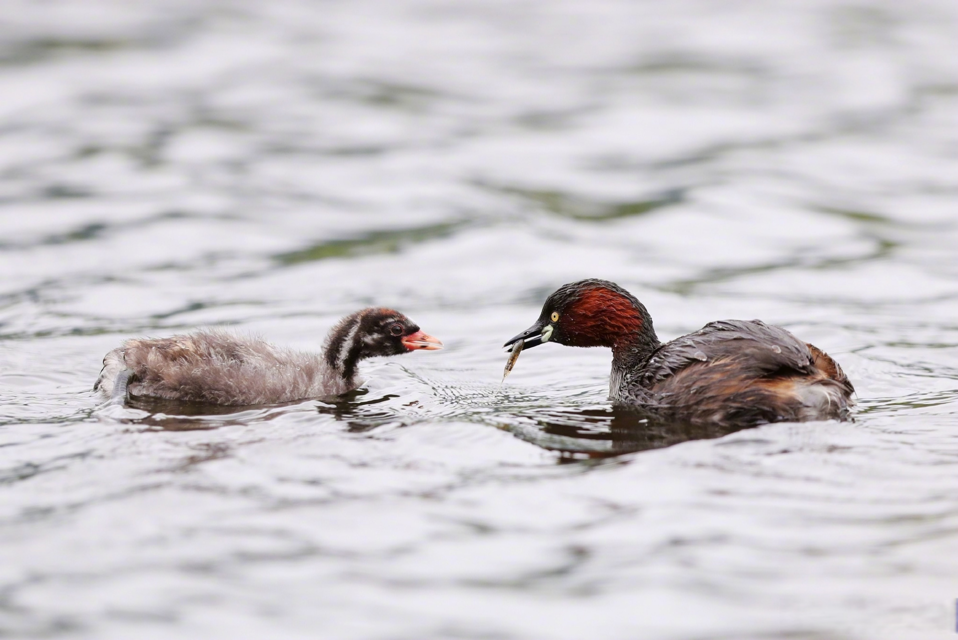 总要去趟腾冲吧# 【小䴙䴘:随波逐流的"水葫芦"】北海湿地位于保山市