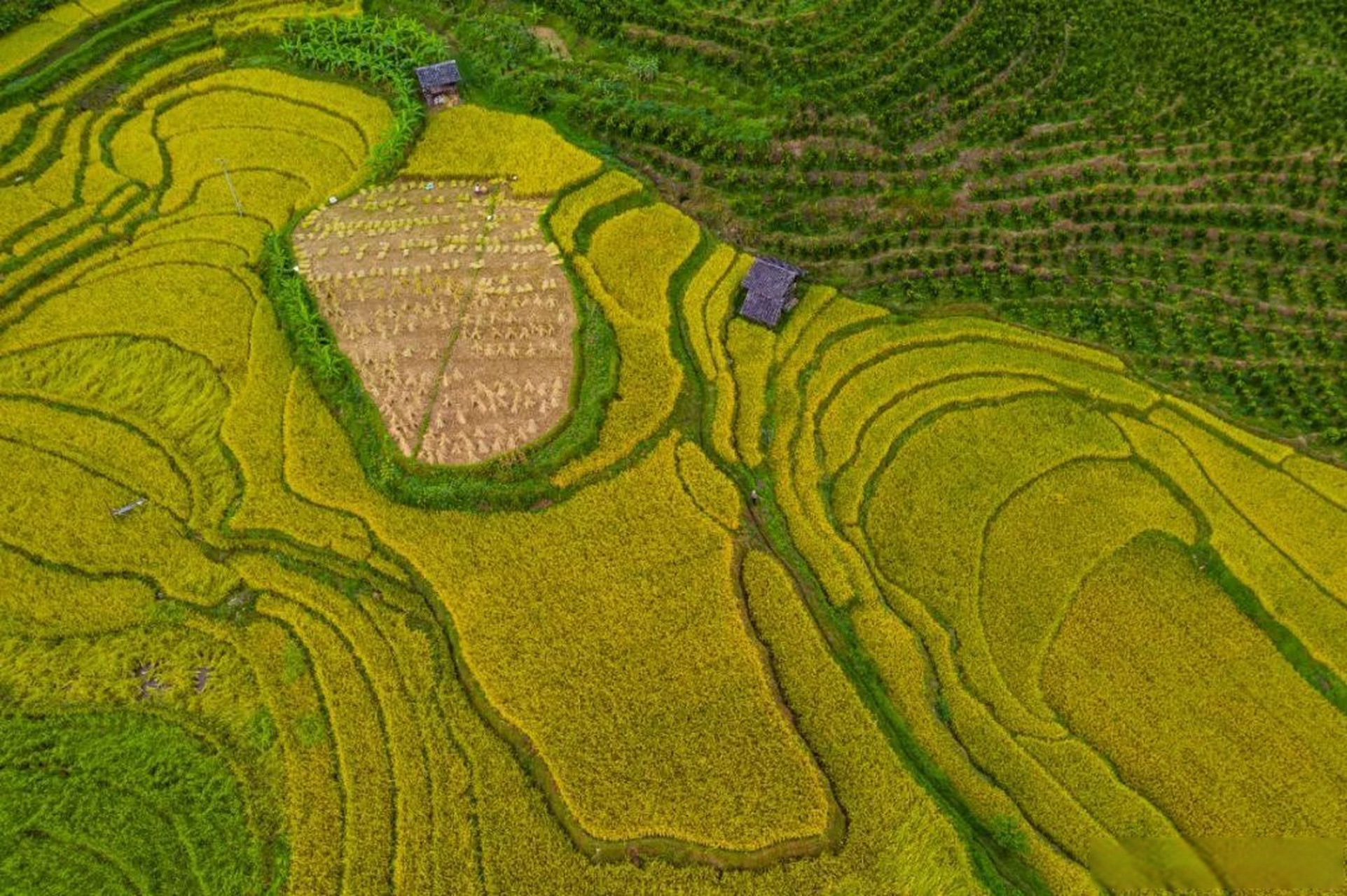 有料就报 【云南腾冲:9月乡村的浪漫】9月的云南保山腾冲,从空中俯瞰