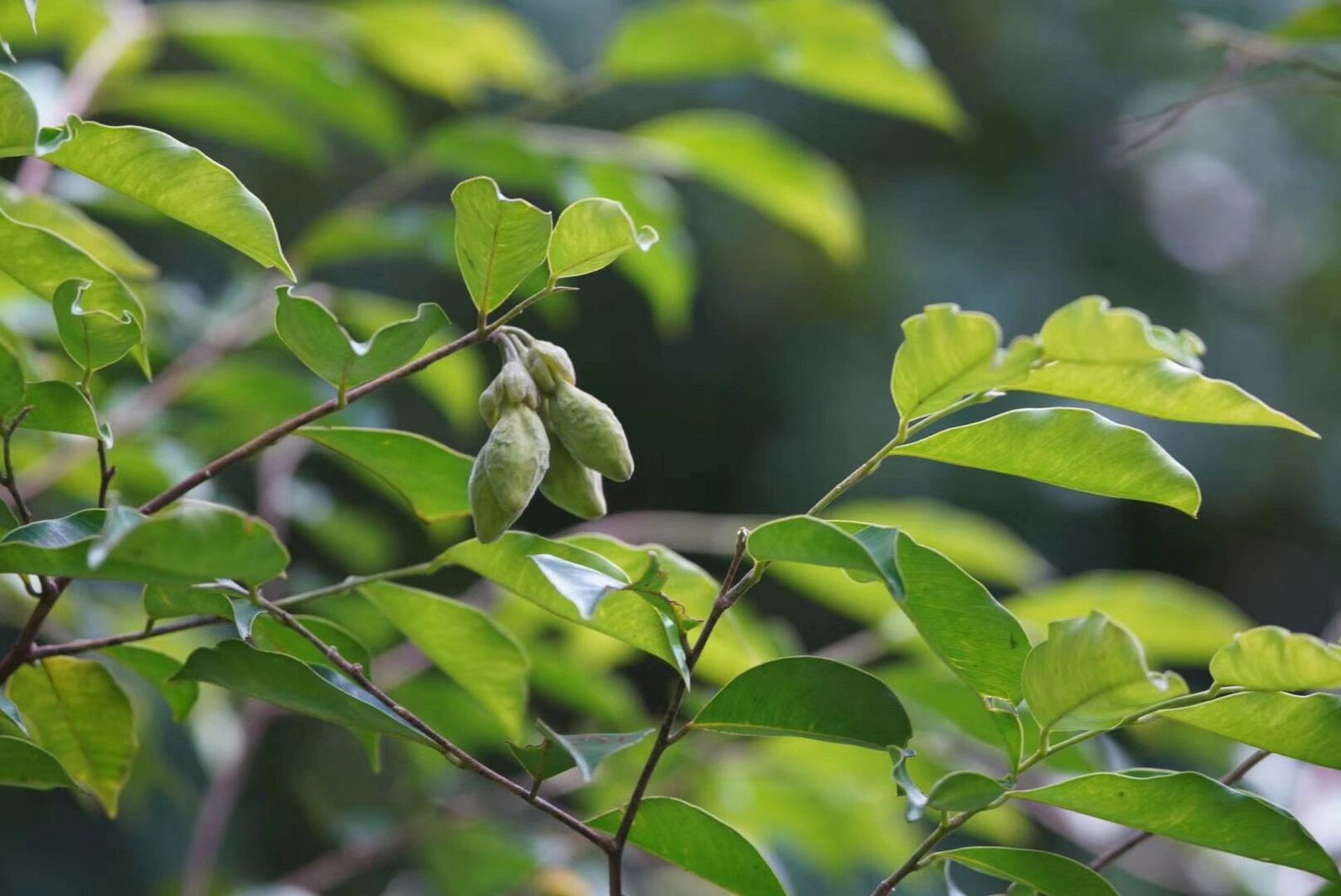 土沉香还是国家二级重点保护野生植物.