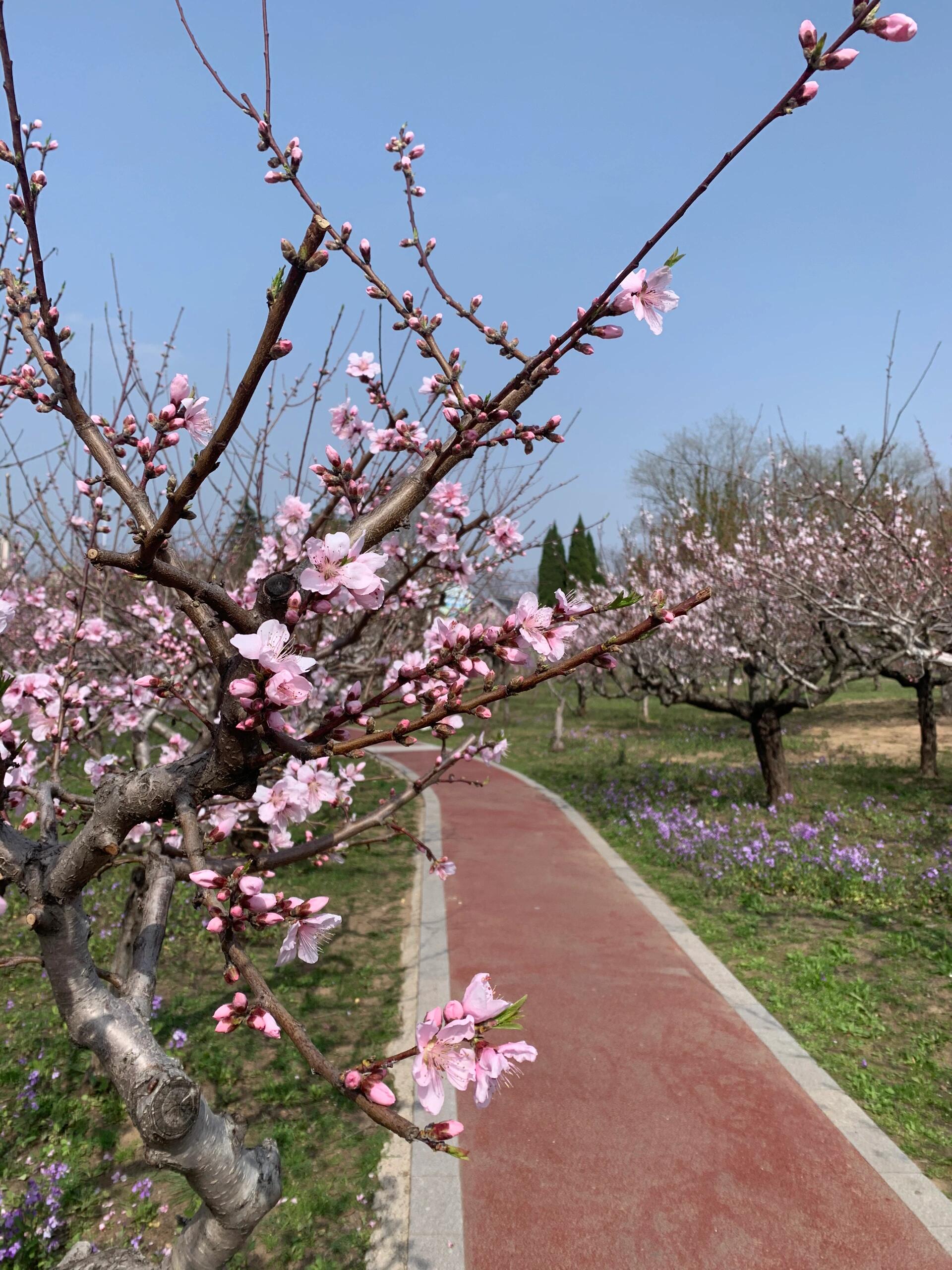 泗洪桃花岛风景区图片