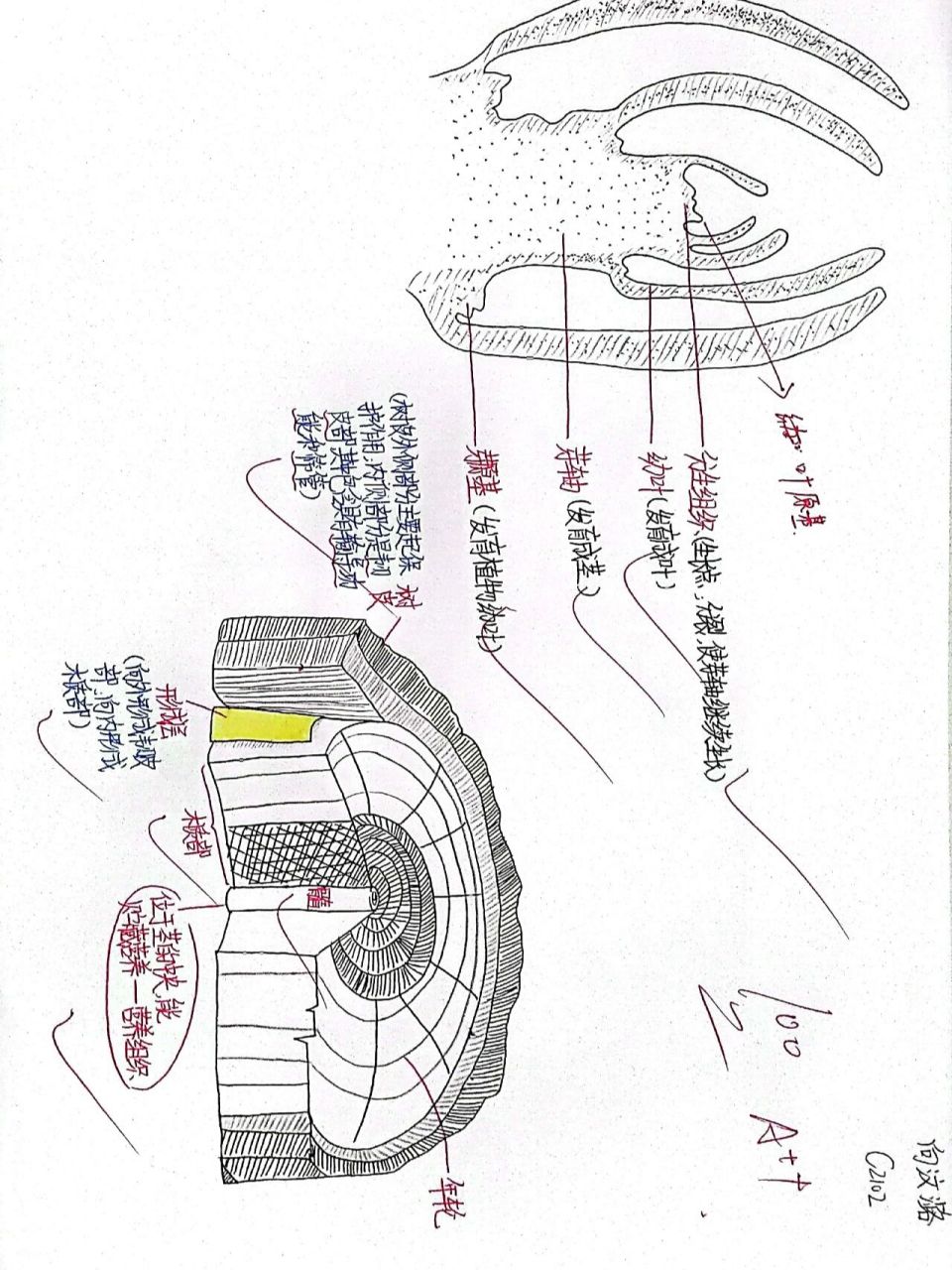 原始结构图草图图片