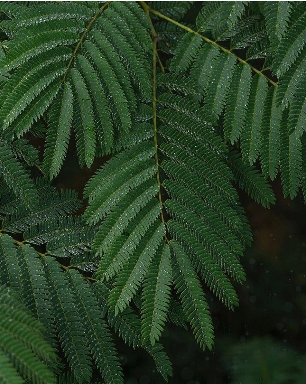 白花合欢|夜合树