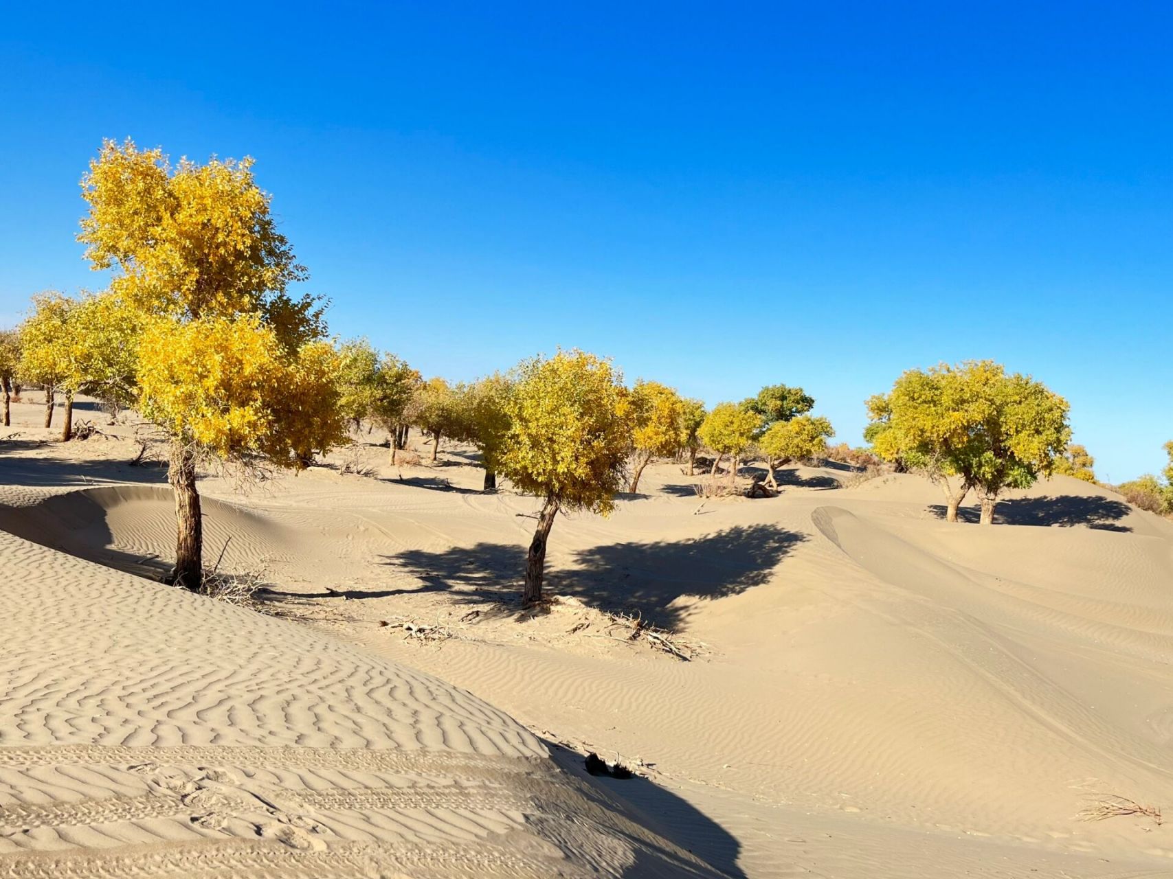 苍天胜地阿拉善 额济纳旗胡杨林是中国内蒙古自治区阿拉善盟的一处