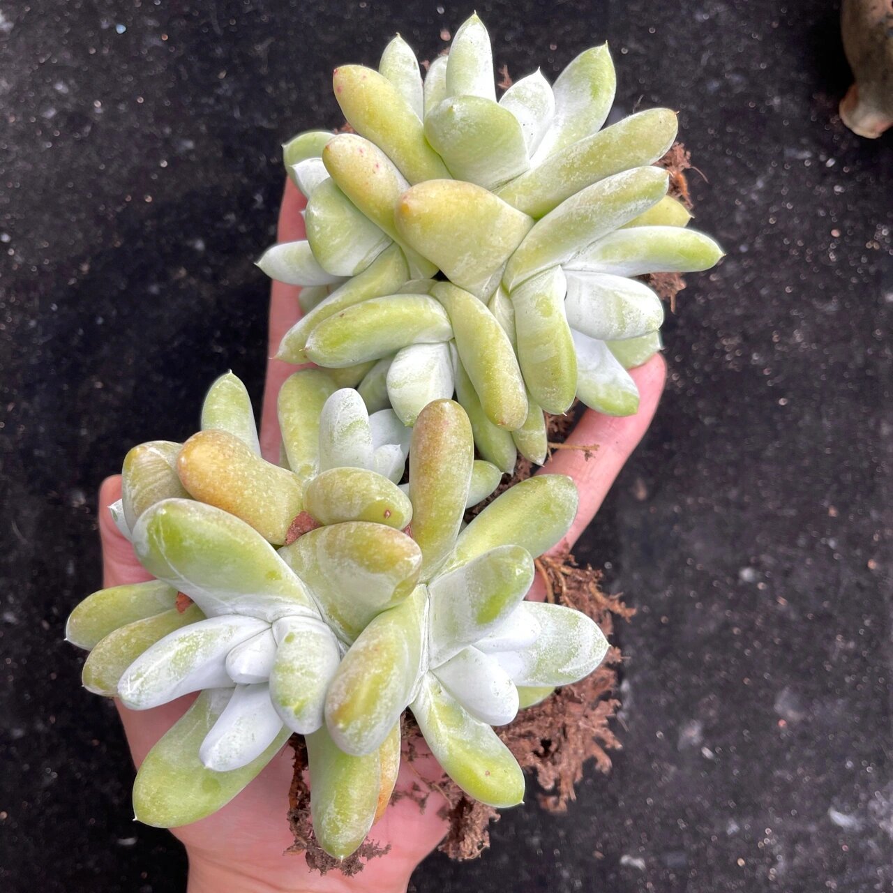 多肉仙女杯帕奇飞图,也叫拇指 国内最好的园艺品种,实生4-6年,各种