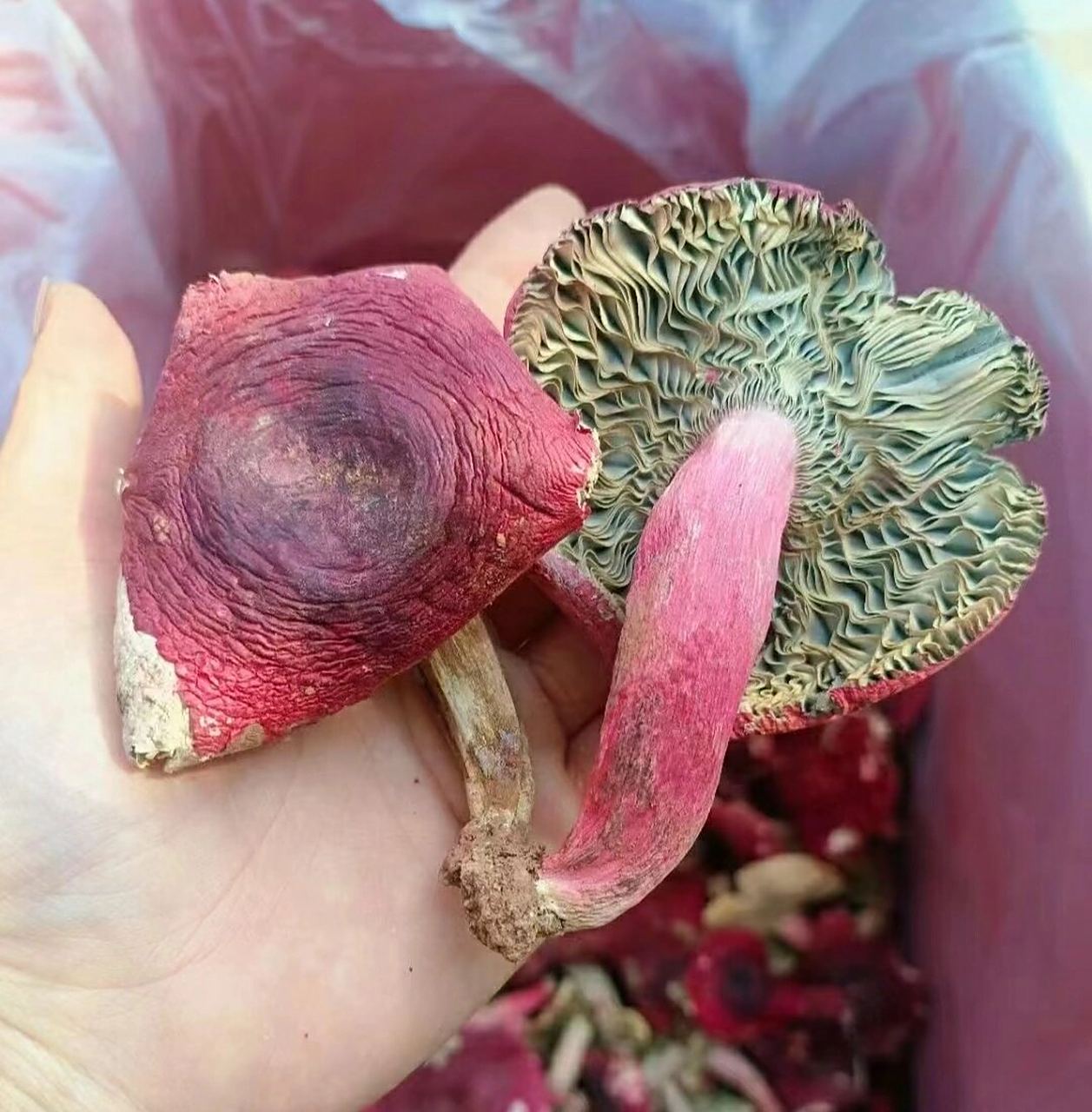 教大家如何分辨真假红菇96 教大家如何分辨真假红菇96: 1,干的正