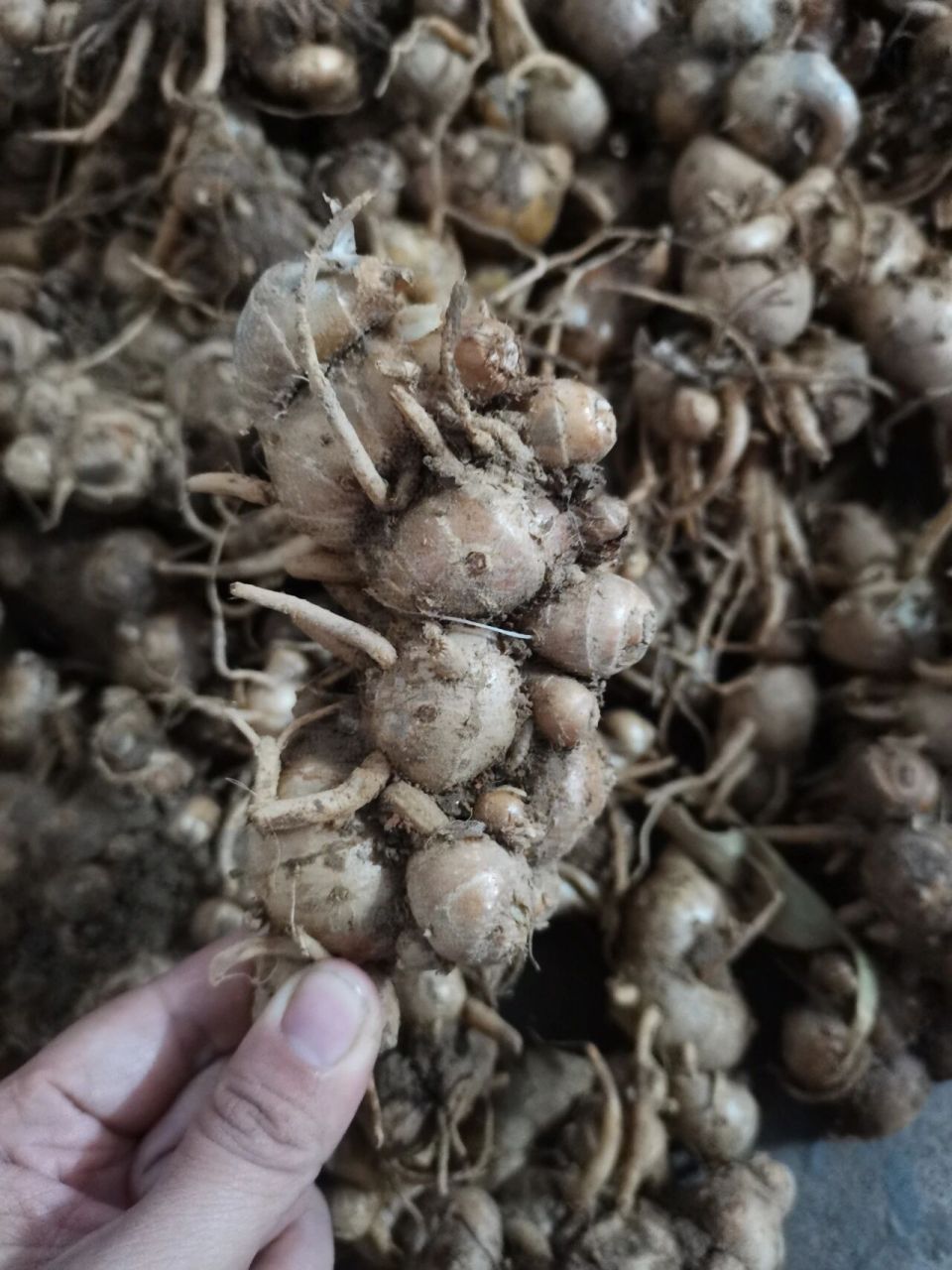 沙姜可以行气温中,健脾和胃,缓解疼痛  功效与作用 行气温中,健脾和胃