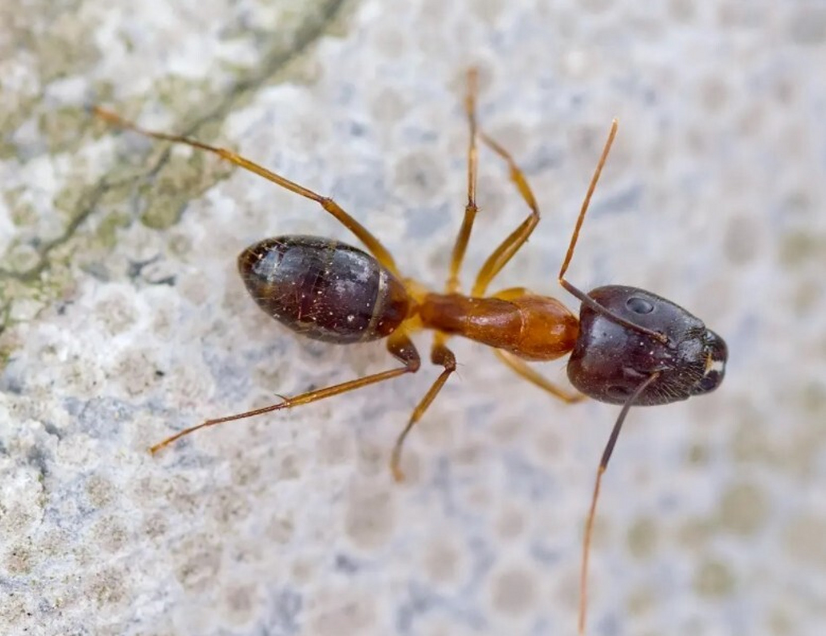 蚂蚁的种类介绍及消灭蚂蚁的方法 蚂蚁主要分为5类:蚁后,雌蚁,雄蚁