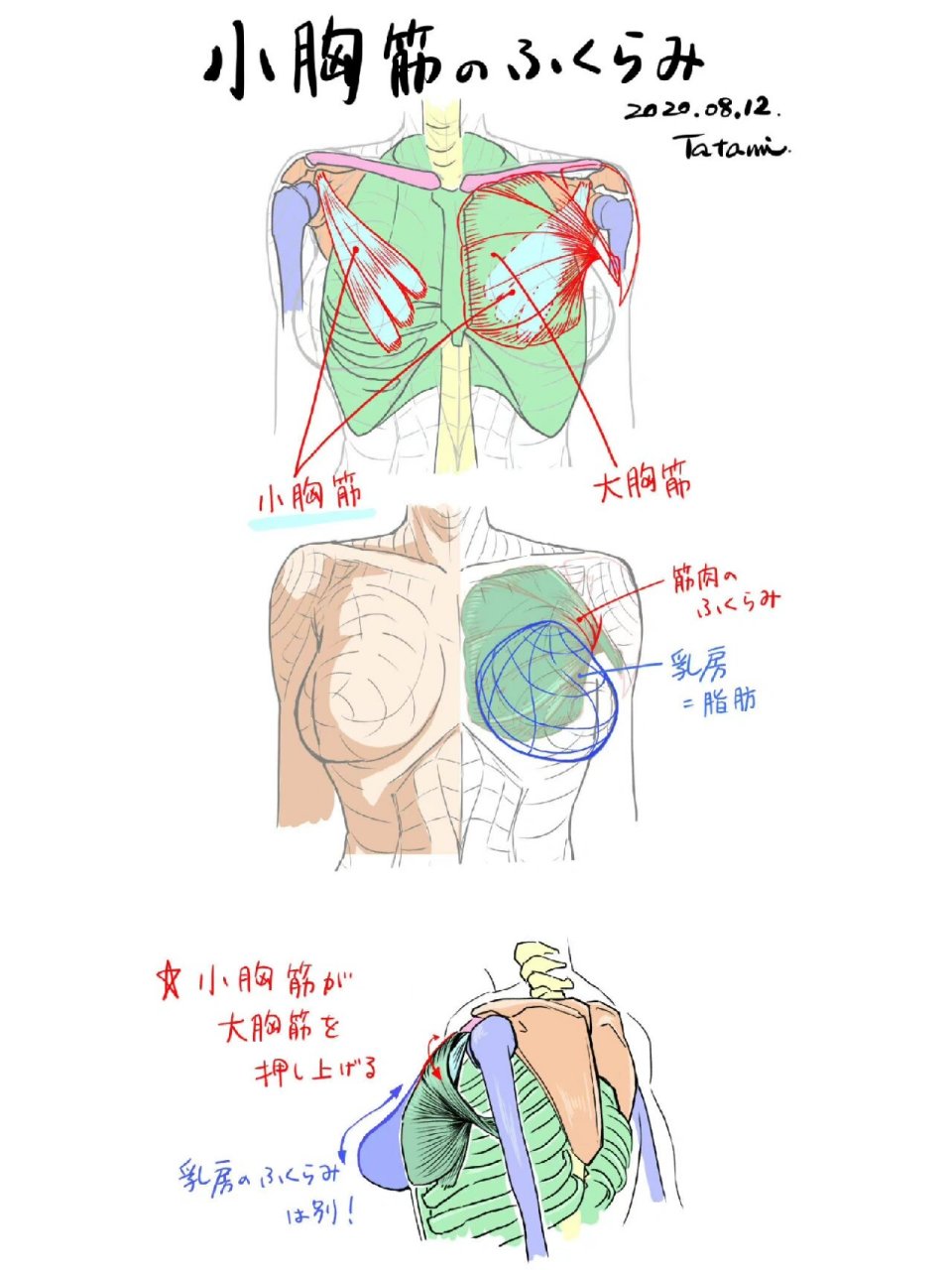 设子素材身体结构图片