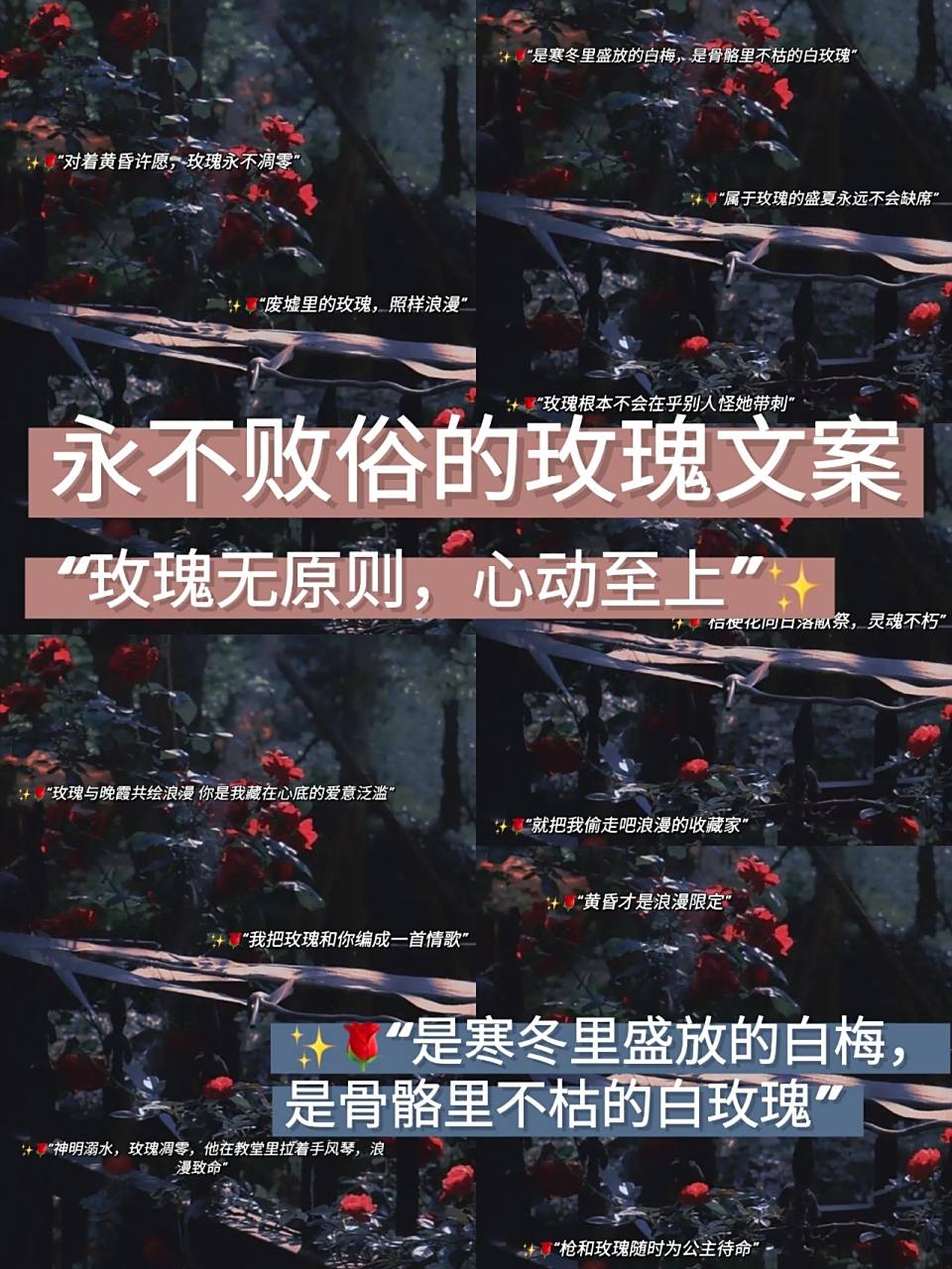 78永不败俗的玫瑰文案97永远心动的白玫瑰 7895"神明溺水