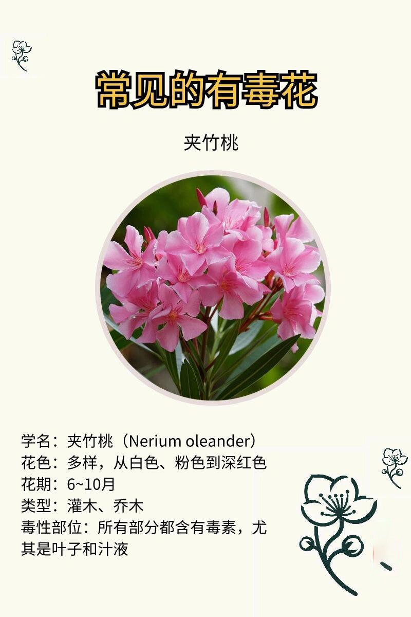 5种有毒花|路边见到要注意,家中要慎养