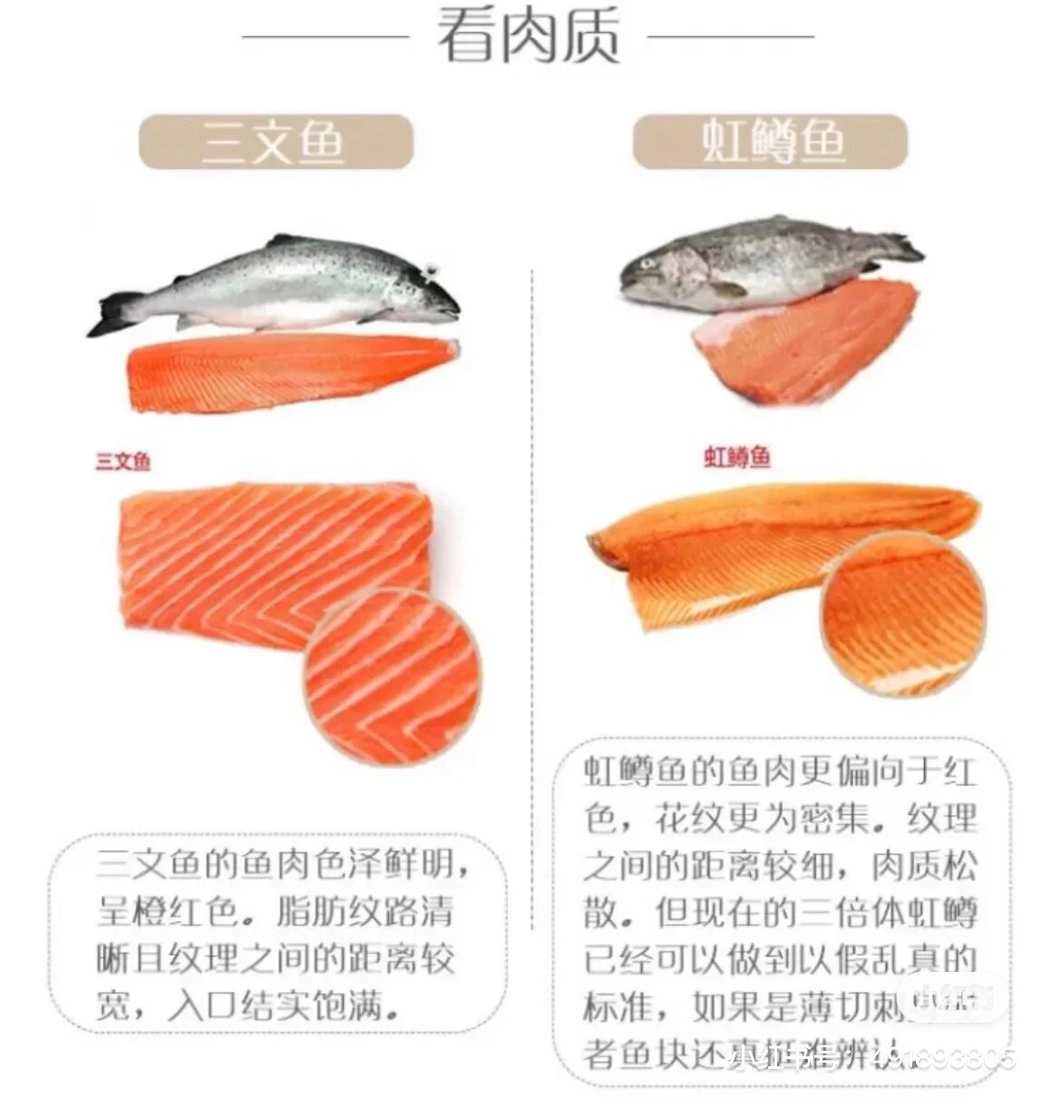 你真的可以区分三文鱼和虹鳟鱼的区别吗 做日料总会遇到一些自认为懂